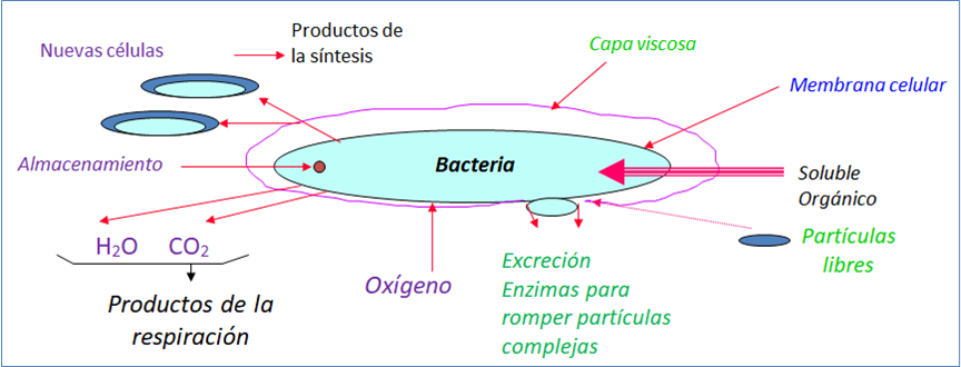 Biorremediación - Todas nuestras bacterias pertenecen al grupo 1					 		