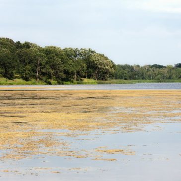 lago con algas